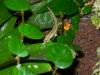 Pazifische Jungferngeckos/  Lepidodactylus lugubris