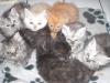 Highländer Kitten ( Langhaar )