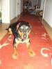 lumpi sucht ein neues zuhause
