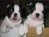 schöne Boston Terrier Welpen  