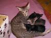 Orientalische Babys