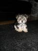 yorkshire terrier welpe 8 wochen alt