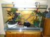 vollglas terrarium 2 frösche 3 anolisse 