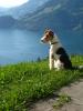 Hundebetreuung im Urlaub 2010  Krefeld NRW