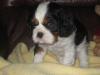 Cavalier King Charles Spaniel Welpe