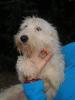 Cloe sucht ein zu Hause !