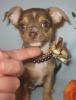 Chihuahua - Welpe in Schoko - Tan mit weiß aus deutscher Zucht   