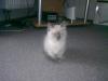 süßes Ragdoll7Siam(thai) Katerchen