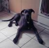 rassige dogge mit papiere