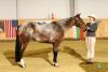 erfolgreiche Appaloosa Stute zu verkaufen