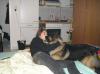Suche ein/ eine hundenstitter/ in