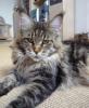 Maine Coon Babys