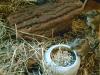 Degus,  blau