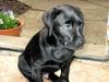 wunderschöne Labrador Welpen zur Verfügung.