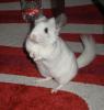 Silberschecke Chinchilla abzugeben 