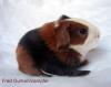 Rassemeerschweinchen aus dem Ruhrgebiet,  Sheltie&Co in schoko-Varianten