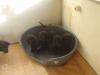12 Wochen Alte welpen ,  Boarder Collie- Shar-pei mix