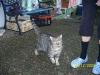 Kater sucht dringend ein Zuhause !