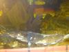 Wunderschöner Froschwels 44 cm lang