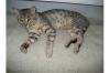 König der silbernen Leoparden,  Bengal Kater