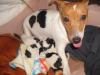 Jack Russell Welpen