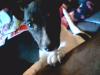 jack russel welpe 12 wochen alt sucht 