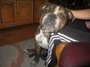 Old Englisch Bulldog /  Rüde