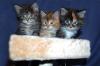 reinrassige Maine Coon Kitten abzugeben