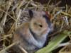 kleine Zwergkaninchen aus Hobbyzucht
