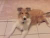 Reinrassiger Collie 6 monate sucht neues Zuhause
