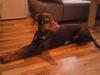 dobermannhündin,  9mon aus champ.linie umständeh.