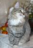 Bezaubernde Sibirische/ Neva Masquerade Katzen Kinder