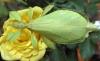 suche wandelnde blatt