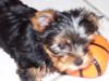 Yorkshire Terrier,  1Rüde, 3 Hündinnen