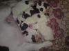 jack russel terier 5 welpen