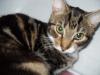 kleiner haustieger (kater) zuverschenken