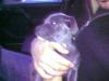 blue pitbull erst 9 wochen alt
