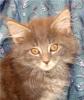 Maine Coon Babys