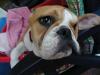 old english bulldog hündin gispsy