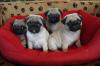 Mops Welpen