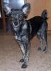 Mischlingshund /  w 