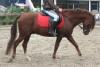 Welshponywallach geritten und gefahren