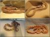 NZ 2009: Hypo-Pewter,  Butter het. Striped,  Ghost het. Striped