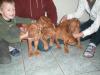 Rhodesian Ridgeback Welpen ohne Papiere