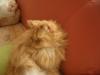 Perserkatze,  rot-creme,  3 Jahre