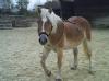  Reitbeteiligung an Haflinger zu vergeben!!!