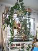 Madagasksr-Taggecko-Päarchen mit Terrarium
