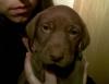 Weimaraner-Mix Welpen