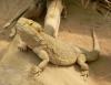 suche bartagame