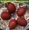 MARAN Bruteier,  frisch und dunkelbraun